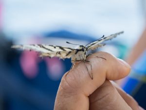 Tiere reduzieren unseren Stress