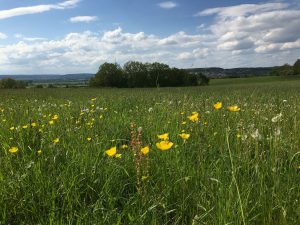 Stress reduzieren in der Natur