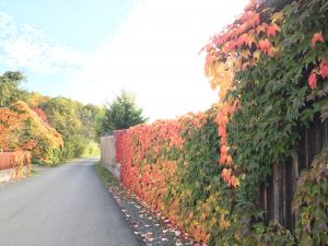 Bunte Blätter